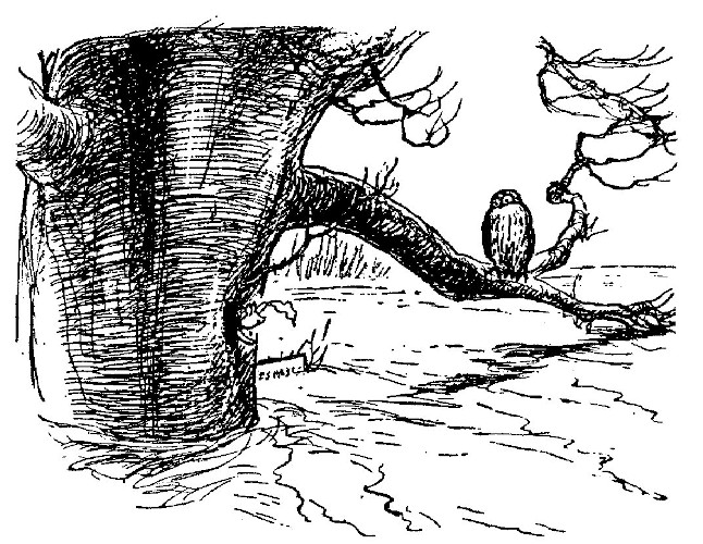 We see Owl perched on the big branch of Piglet's Tree. Piglet is waving a cloth. Water flows past the tree.