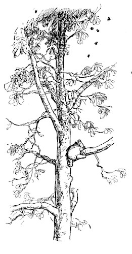 This drawing shows a tall tree and Pooh is climbing slowly.