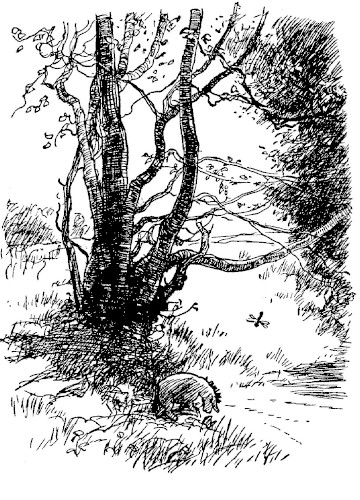 A drawing to start chapter 6 shows Eeyore looking at his image in a stream in front of a big old tree, ears flopping down. There's a dragonfly. 