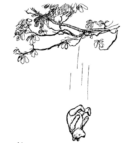 In this drawing, Pooh falls headfirst from a leafy branch; he falls fast.